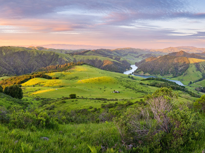 Rolling green hills of Spring Valley Ranch at sunset, with cattle grazing in the valley below and the Soulajule Reservoir winding through the landscape, surrounded by protected Marin County ranchland.
