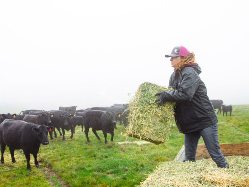 Marissa Silva carries a bale of hay to feed black Angus cattle on a foggy morning at Marshall Home Ranch in West Marin, with green pastures visible in the background.