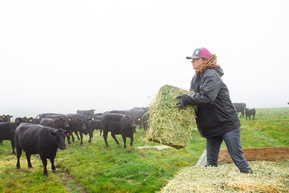 Marissa Silva carries a bale of hay to feed black Angus cattle on a foggy morning at Marshall Home Ranch in West Marin, with green pastures visible in the background.
