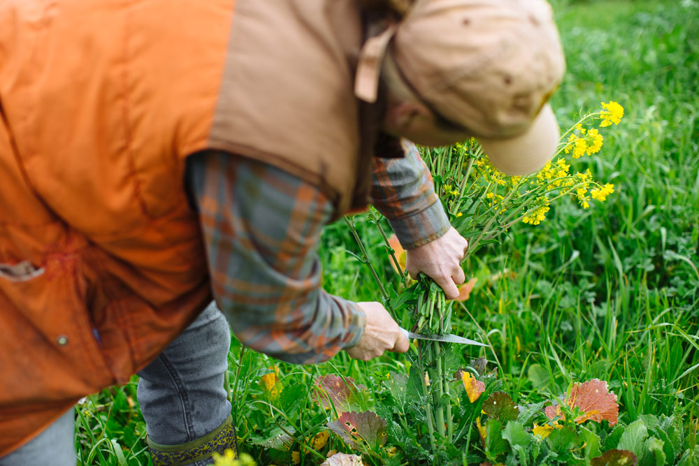 A harvest of edible flowers at the Volpi Ranch, Marin County.