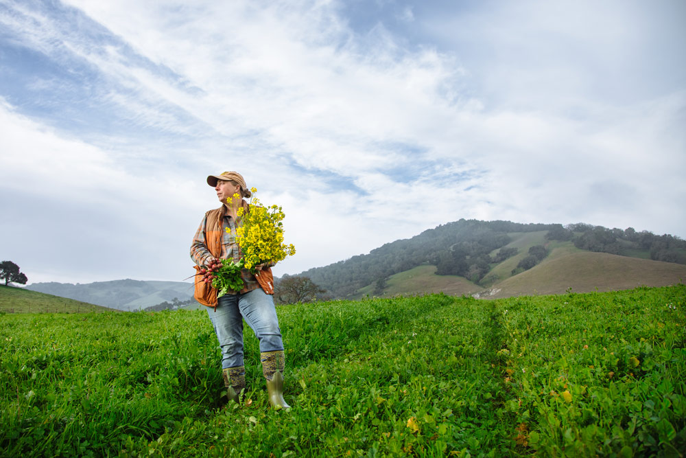 Moira Kuhn harvests flowers at the Volpi Ranch near Petaluma.