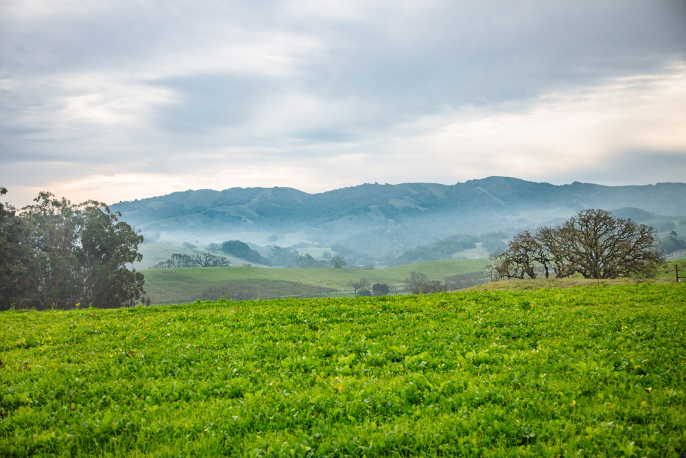 Winter cover crop fields at the MALT-protected Volpi Ranch near Petaluma.