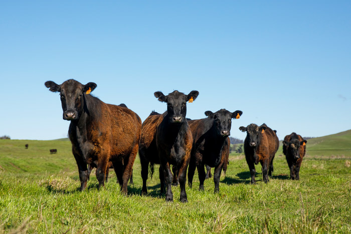 Group of five black Angus cattle with orange ear tags standing in green pasture, facing camera under clear blue sky