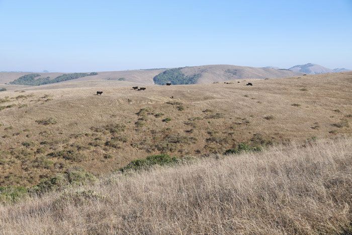 Black cattle scattered across golden dry grassland hills under clear sky, with rounded hillsides and distant mountains in background.