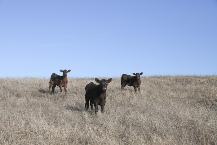 Three black calves standing in golden dry grass facing the camera, with rolling hills visible behind them under pale blue sky