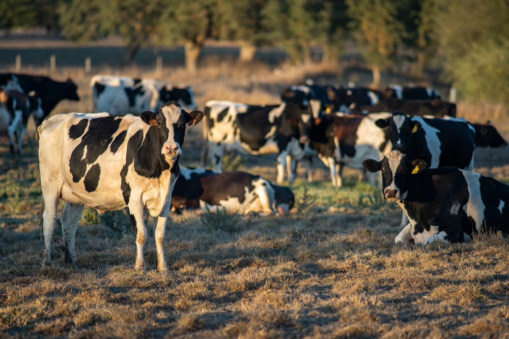 Holstein cattle at the Beretta dairy at golden hour. Thriving herds like this one anchor the broader network of feed, veterinary, and processing infrastructure that keeps Marin agriculture functioning.