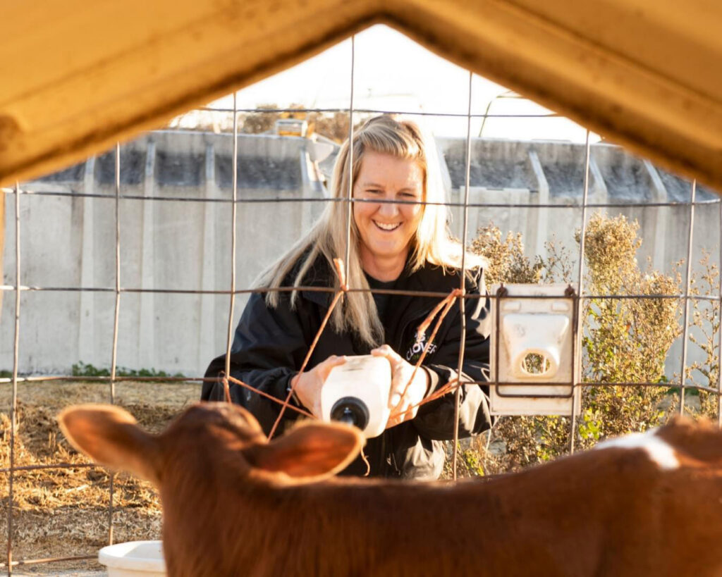 Jennifer bottle-feeds a Jersey calf at the Dolcini dairy. 'The cows are an extension of my family, my heritage
