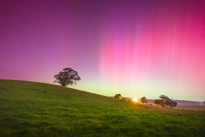 Aurora borealis with pink and purple curtains of light over rolling green pastures at dusk, with a solitary oak tree silhouetted on the hillside and ranch buildings visible in the distance