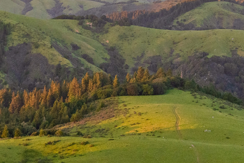 Open grassland meeting a stand of Douglas firs in golden evening light at Spring Valley Ranch, showing the habitat mosaic of mixed rangeland and forest that supports biodiversity in Marin County.
