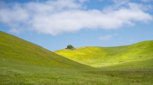 Vibrant spring grass in Marin County rangelands. - MALT