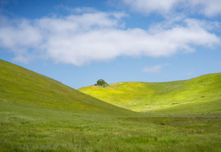 Vibrant spring grass in Marin County rangelands. - MALT